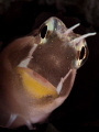   Lined Blenny  
